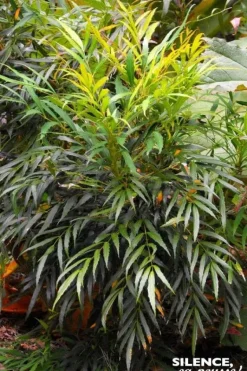 Mahonia Eurybracteata "Sweet Winter" Pot 4L