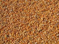 Maïs cassé 10 kg PRODUIT DANS MA CAMPAGNE