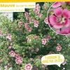 Mauve du cap "El Rayo" Pot 2.5L SILENCE ÇA POUSSE