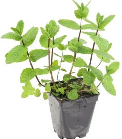 Menthe "Marocaine" prêt à consommer Pot 1L