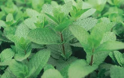 Menthe "Mojito" Pot 1L