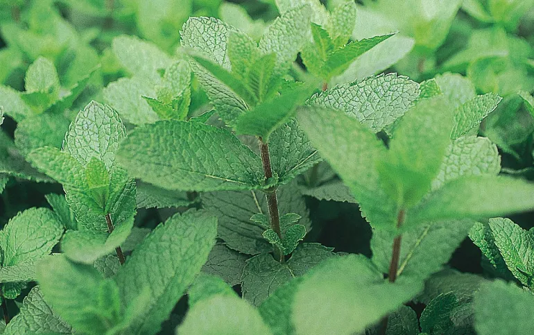 Menthe "Mojito" Pot 1L