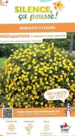 Millepertuis de "Hidcote" Pot 4L SILENCE ÇA POUSSE