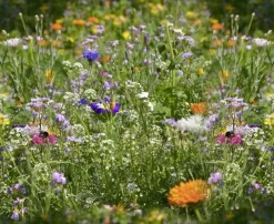 Mélange de fleurs 