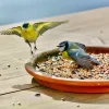 Mélange de graines pour Oiseaux de la nature - Sac de 1 kg