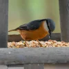 Mélange de graines pour Oiseaux de la nature - Sac de 20 kg
