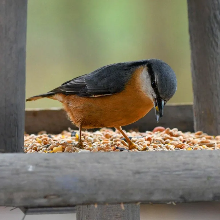 Mélange de graines pour Oiseaux de la nature - Sac de 20 kg