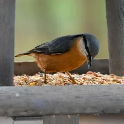 Mélange pour Oiseaux de la nature - Sac 4+1 kg offert