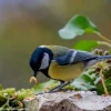 Mélange vers de farine/tournesol décortiqué pour oiseau 250g