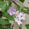 Morelle faux-jasmin "Jasminoïdes" Pot 3L