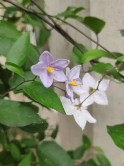 Morelle faux-jasmin "Jasminoïdes" Pot 3L