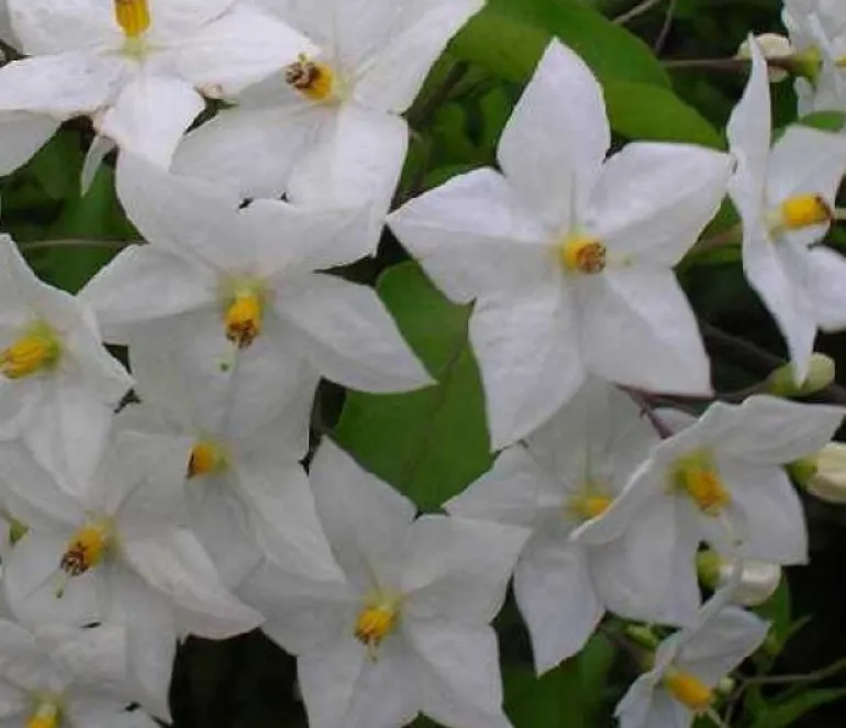 Morelle faux-jasmin "Jasminoïdes Album" Pot 3L