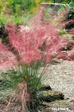 Muhlenbergia "Capillaris" Pot 5L SILENCE ÇA POUSSE