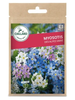 Myosotis des Alpes varié 1g CAILLARD