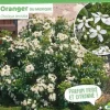Oranger du Mexique Pot 3L SILENCE ÇA POUSSE