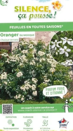 Oranger du Mexique Pot 3L SILENCE ÇA POUSSE
