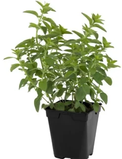 Origan "Marjolaine" prêt à consommer Pot 1L