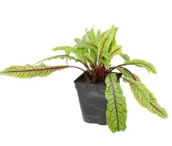 Oseille "Rouge" prêt à consommer Pot 1L