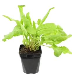 Oseille verte prêt à consommer Pot 1L
