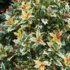 Osmanthe à feuilles de houx Tricolore Pot 4L