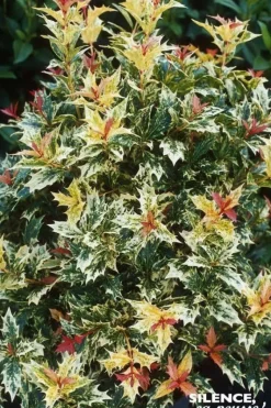 Osmanthe à feuilles de houx Tricolore Pot 4L
