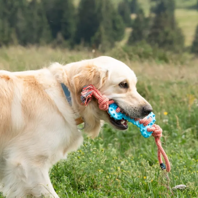 Os à mordre avec corde 21/48 cm pour chien