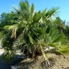 Palmier "Chamaerops Humilis" 50/60 cm Pot 20cm