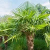 Palmier de Chine 60/70 cm Trachycarpus fortunei Pot 20cm