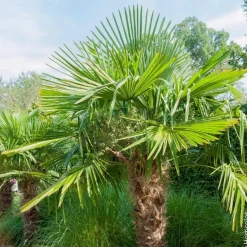 Palmier de Chine 60/70 cm Trachycarpus fortunei Pot 20cm