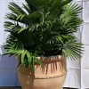 Palmier nain Chamaerops Humilis Vulcano pot Ø 26 cm
