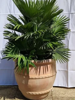 Palmier nain Chamaerops Humilis Vulcano pot Ø 26 cm