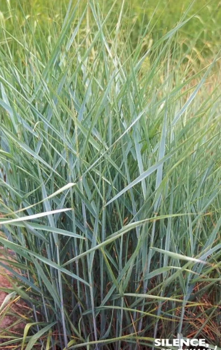 Panic érigé "Prairie Sky" Pot 4.5L SILENCE ÇA POUSSE