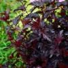 Physocarpus à feuilles d'obier "All Black" Pot 10L