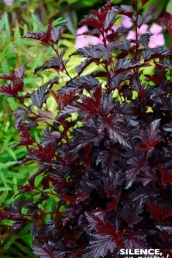 Physocarpus à feuilles d'obier "All Black" Pot 10L