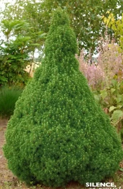 Épicéa blanc "conique" Pot 4L 40/50L SILENCE ÇA POUSSE