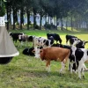 Piège à taon TaonX Eco