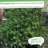 Pittosporum "Emerald Dome" Pot 4,5L SILENCE ÇA POUSSE
