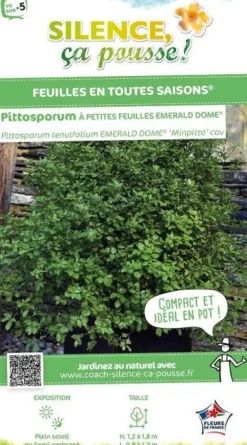 Pittosporum "Emerald Dome" Pot 4,5L SILENCE ÇA POUSSE