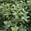 Pittosporum à petites feuilles "Silver Ball" Pot 7L