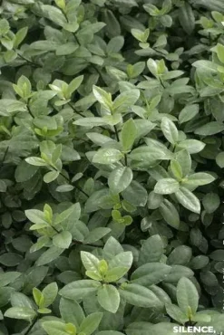 Pittosporum à petites feuilles "Silver Ball" Pot 7L