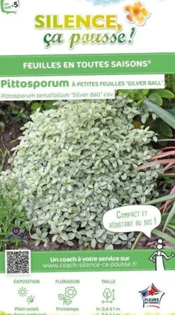 Pittosporum à petites feuilles "Silver Ball" Pot 4,5L