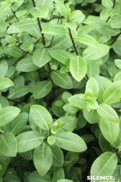Pittosporum à petites feuilles "Golf ball" Pot 7L