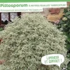 Pittosporum à petites feuilles Pot 4,5L SILENCE ÇA POUSSE