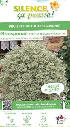 Pittosporum à petites feuilles panachées Pot 4,5L