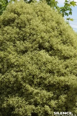 Pittosporum à petites feuilles panachées Pot 4,5L