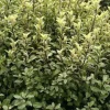 Pittosporum à petites feuilles "Green Elf" Pot 4,5L