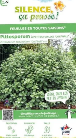Pittosporum à petites feuilles "Golf ball" Pot 4,5L