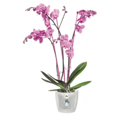 Pot Brussels orchidée Ø13 cm transparent