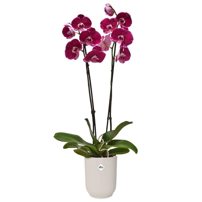 Pot Vibes Fold Orchidée Haut 12,5 Linen White ELHO