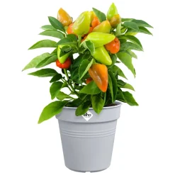 Pot de culture Green Basics Ø11cm violet ELHO